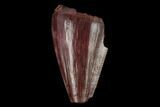 Serrated, Fossil Phytosaur Tooth - New Mexico #133313-1